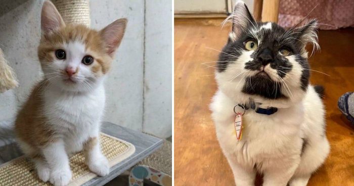 15 Wholsome Cat Rescue Photos That Will Make You Smile