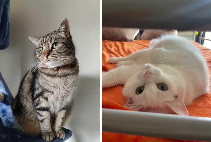 Best Cat Photos Sent To Us This Week (09 October 2022)