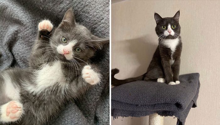 15 “Then And Now” Pics Of Adorable Kittens Turning Into Majestic Cats