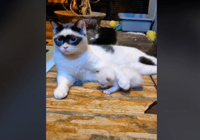 This Adorable Cat Has Markings That Makes Her Look Like  A Mini Zorro