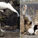 15 Adorable And Funny Pictures Of Stray Cats As Captured By This Japanese Photographer