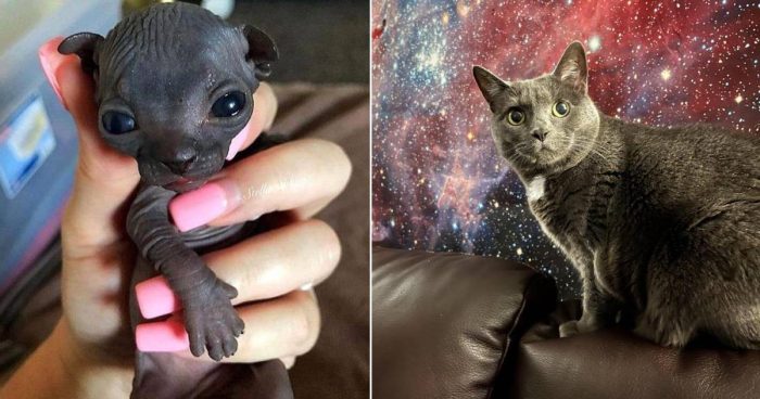 These 14 Cats Are Aliens And They Live Among Us Hoomans