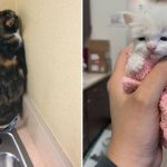 12 Funny And Wholesome Moments With Cats At The Vet