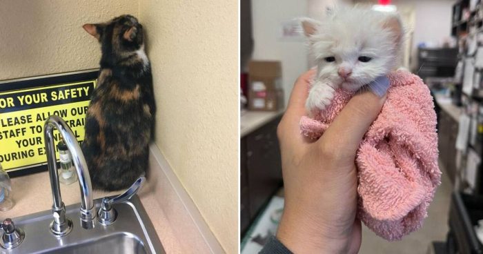 12 Funny And Wholesome Moments With Cats At The Vet
