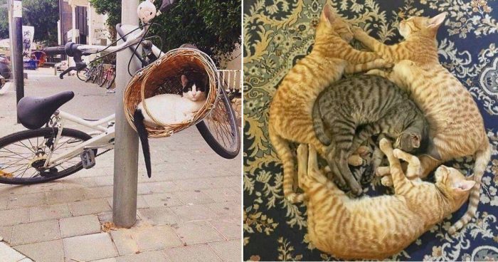 14 Hard To Explain But Impossible Not To Love Animal Pics