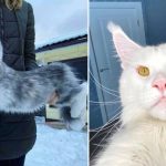 15 Stunning Maine Coon Cat Pics That You Just Have To See
