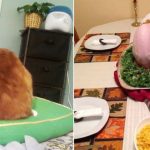 These Funny Cats Looked Like Cooked Birds