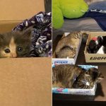 15 Funny Moments When Cats Fell For “The Traps” Set By Their Hoomans