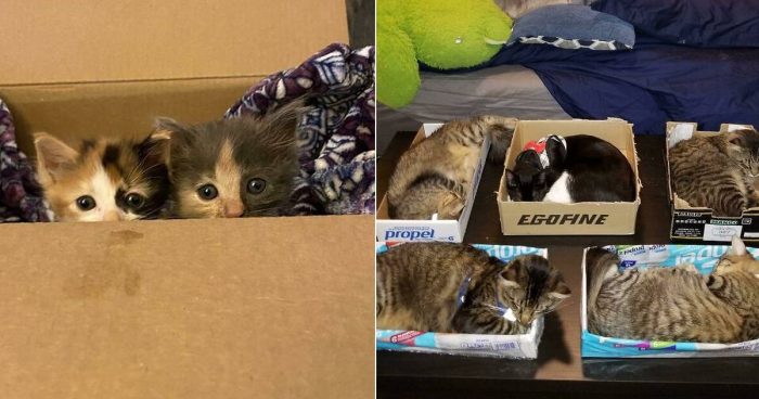 15 Funny Moments When Cats Fell For “The Traps” Set By Their Hoomans