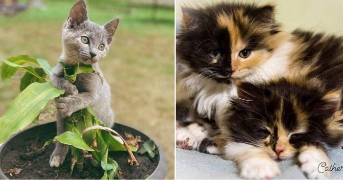Best Cat Photos Sent To Us This Week (27 November 2022)