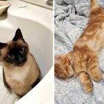 Best Cat Photos Sent To Us This Week (20 November 2022)
