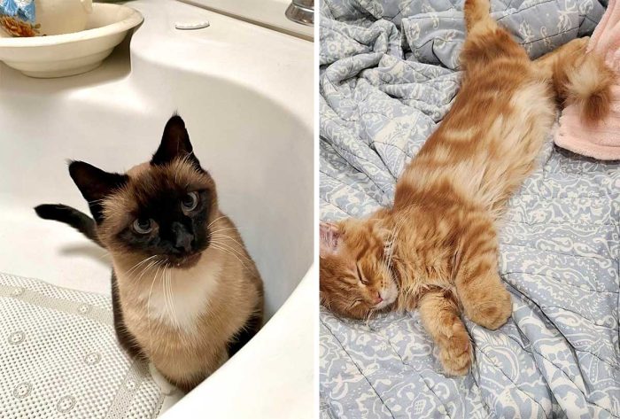 Best Cat Photos Sent To Us This Week (20 November 2022)
