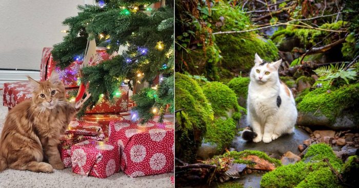 Best Cat Photos Sent To Us This Week (26 December 2022)