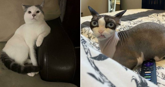 “What’s Wrong With Your Cat?”: 12 “Faulty” Cats That Can’t Stop Glitching