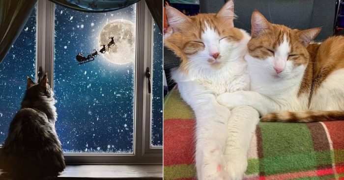 Best Cat Photos Sent To Us This Week (11 December 2022)