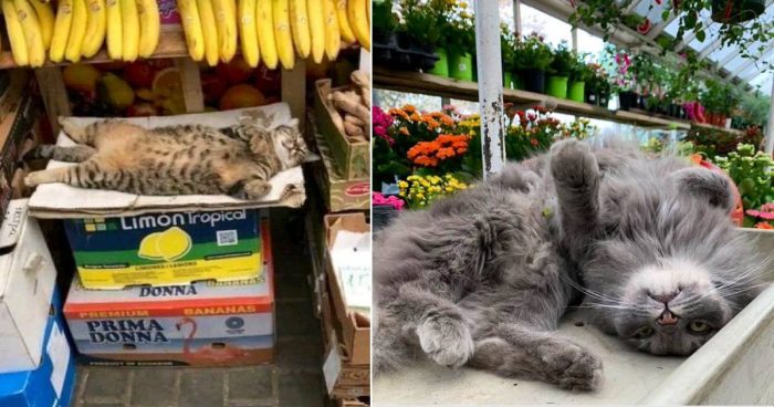 These 14 Cats In Small Shops Look Like They Own The Place
