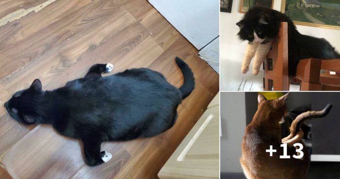 16 Times Cats Malfunctioned, Making People Ask, “What’s Wrong With Your Cat”