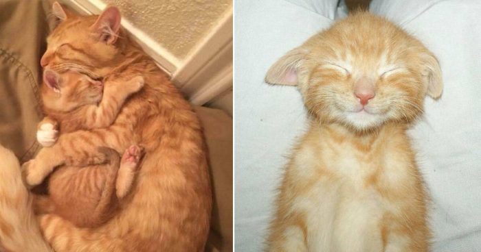 14 Times People Caught Their Cats Enjoying A Nap And Just Had To Take A Pic