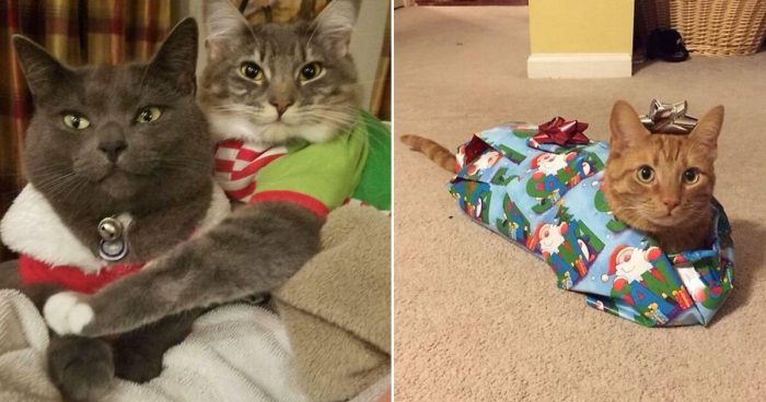 15 Photos Of Cats Enjoying An Pawesome Holiday Season