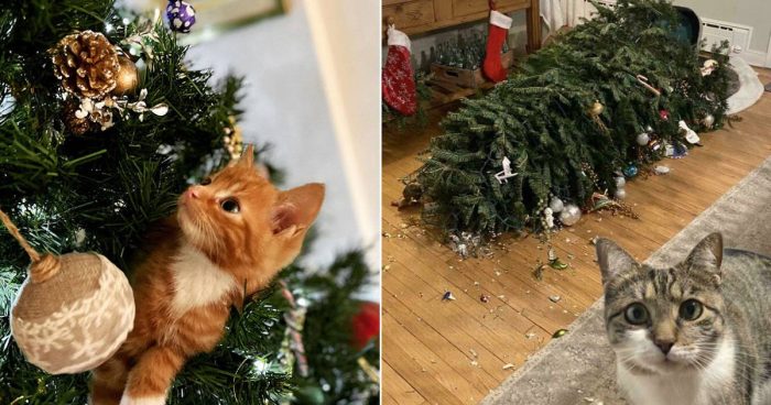 15 Funny And Cute Cats Who Made Or Broke Christmas (New Pics)