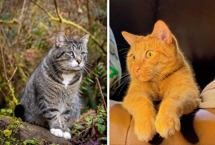 Best Cat Photos Sent To Us This Week (18 December 2022)