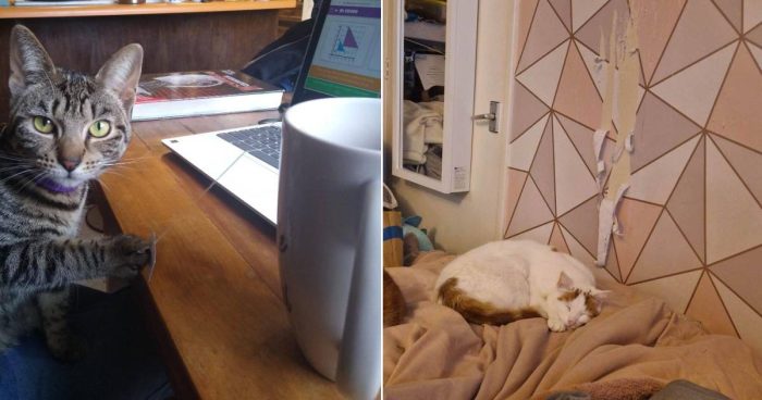 Hilarious Jerks in Action: A Compilation of Mischievous Cats (12 Pics)