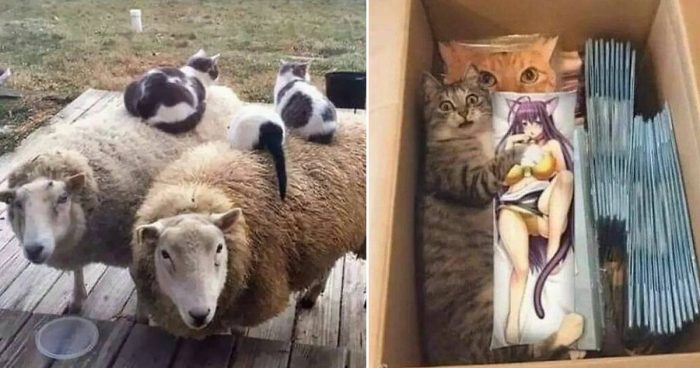 Wrong Place, Right Time: 12 Comical Pics of Cats