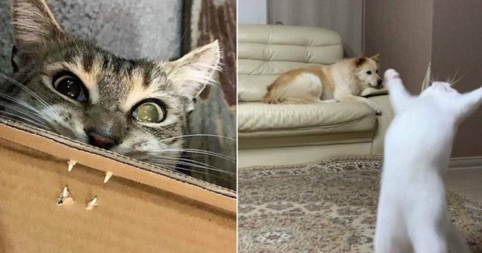 These 15 Cats Are Total Weirdos And We Can’t Stop Laughing At Their Antics