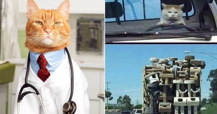 Funny Cats With Jobs: These 15 Kitties Are Crushing It In The Workforce
