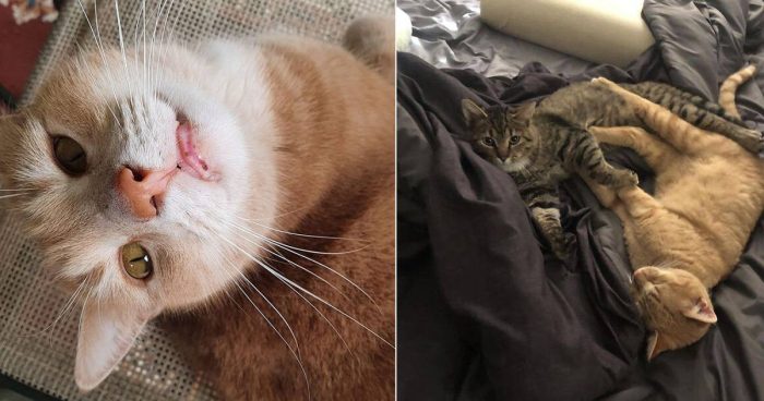 Uninvited Whiskers: People Share Their Hilarious ‘My House, Not My Cat’ Experiences