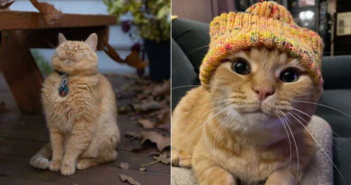 15 Times Orange Cats Proved They’re the Funniest (and Dorkiest) Felines Around