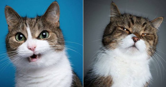 Purr-fectly Funny Cat Photos That Will Have You Chuckling
