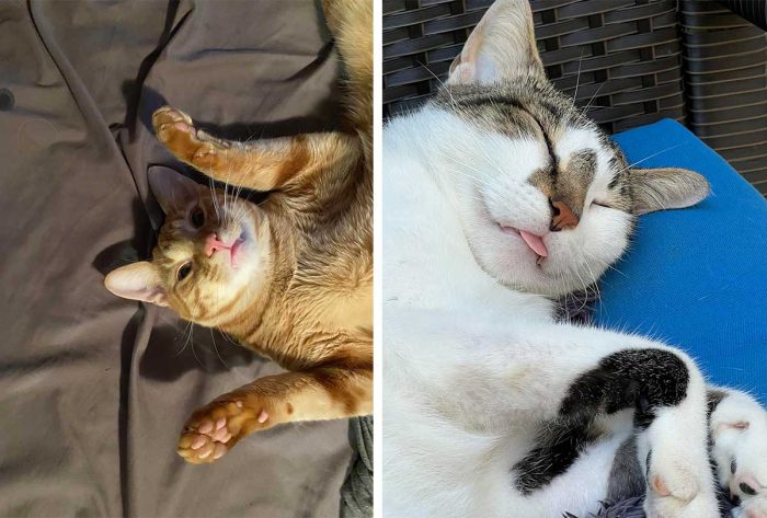 Best Cat Photos Sent To Us This Week (15 January 2023)