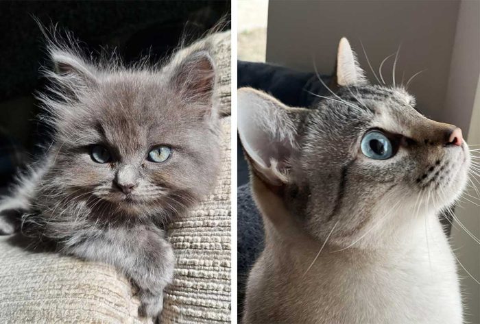 Best Cat Photos Sent To Us This Week (29 January 2023)