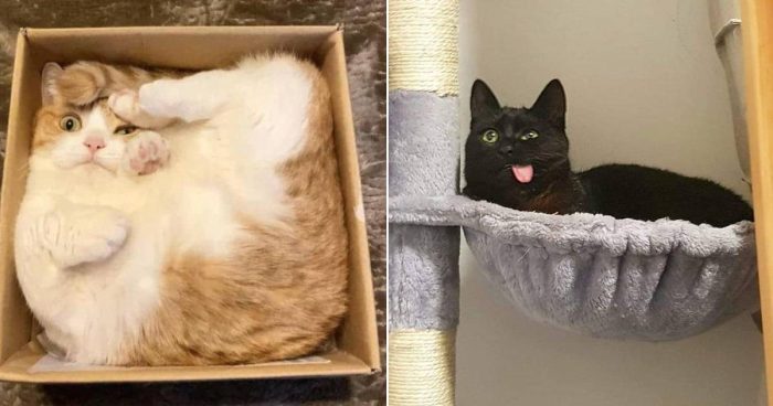 People Share Photos of Their Hilariously Malfunctioning Cats (14 Pics)