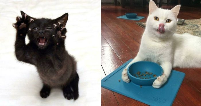Fierce and Fluffy: 14 Cats with Intimidating Claws