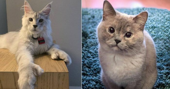 Supermeowdels: These 14 Cute Cats Will Bring Brighten Your Day