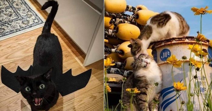 Get Your Daily Dose of Laughter with These 14 Hilarious Cat Pics