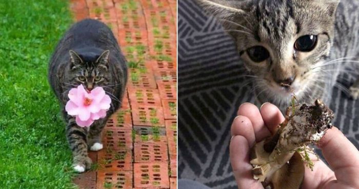 Meow-velous Surprises: 14 Cats Who Delighted Their Owners with Unexpected Gifts