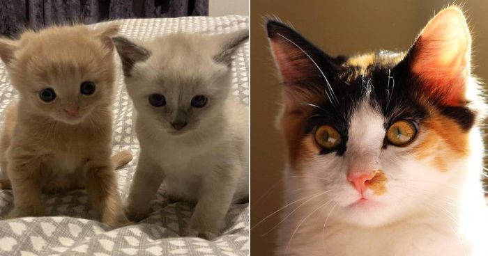 Best Cat Photos Sent To Us This Week (19 February 2023)