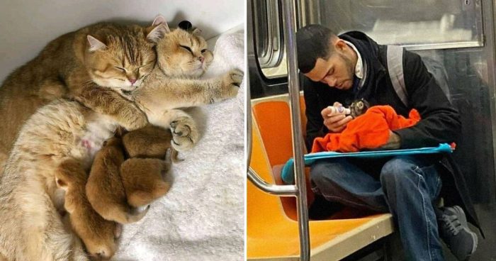 Feline Feel-Good: 14 Heartwarming Cat Moments