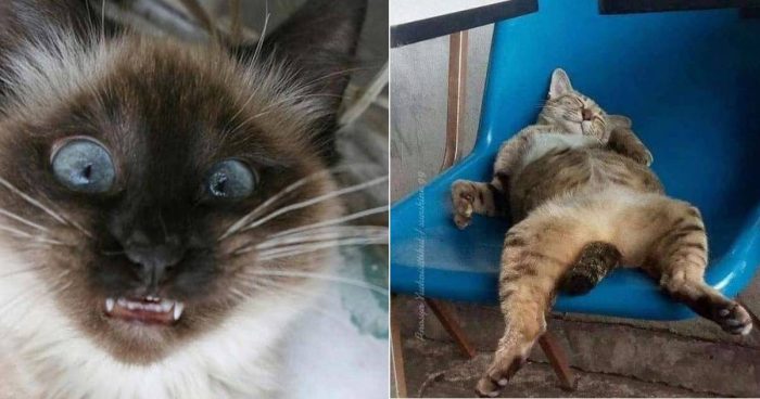 Purrfectly Comical: 12 Images of Cats Making Hilarious Faces