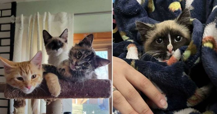From Shelter to Sofa: February’s Adorable Adoptees Compilation