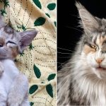Best Cat Photos Sent To Us This Week (19 March 2023)