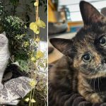 Best Cat Photos Sent To Us This Week (05 March 2023)