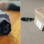This Is My Life Now: 12 Funny Pics With Cats Accepting Their Fate