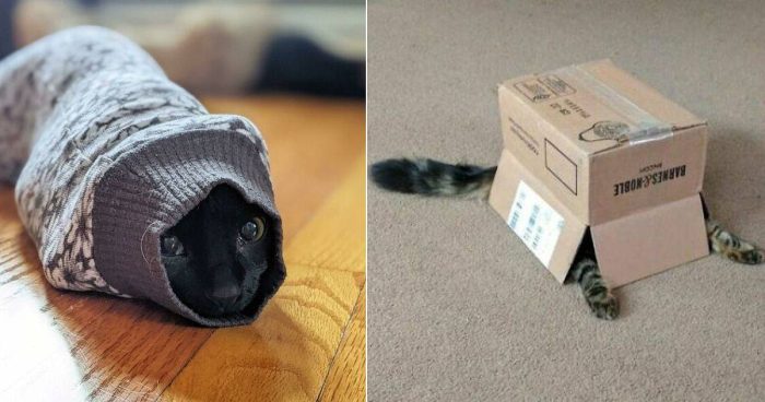 This Is My Life Now: 12 Funny Pics With Cats Accepting Their Fate