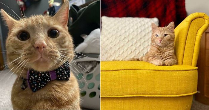 Purrfectly Cute: 15 Photos of Ginger Cats That Will Melt Your Heart
