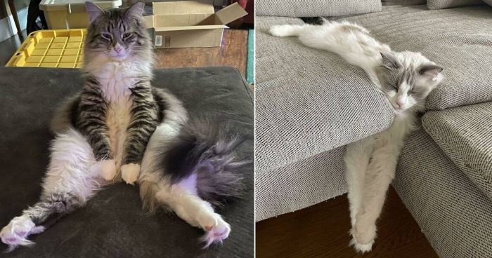 The Quirky Side of Cats: 14 Times They Confused Their Owners