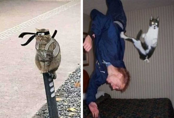The Ultimate Cat Warriors: 12 Hilarious Photos of Cats in Battle Mode